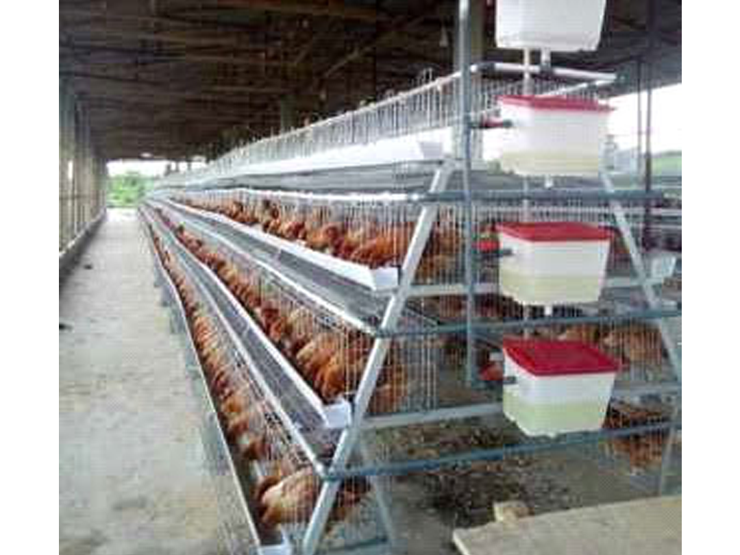 Chicken Cage
